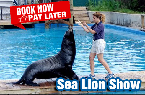 Sea Lion Show