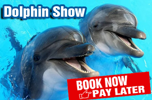 Dolphin Show Kemer